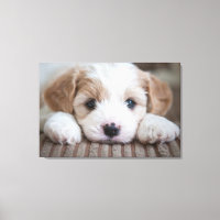 Animaux de bébés cutest | Cavashon Puppy