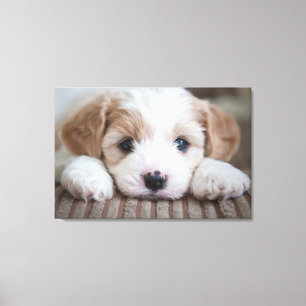 Toile Animaux de bébés cutest   Cavashon Puppy