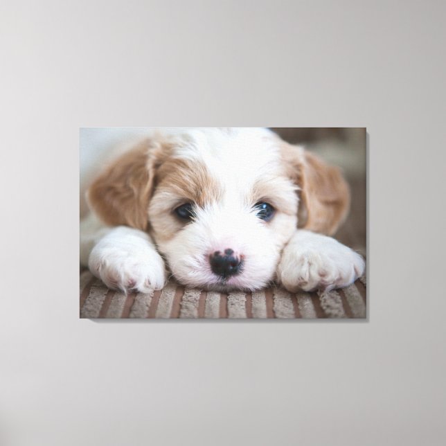 Toile Animaux de bébés cutest | Cavashon Puppy (Recto)