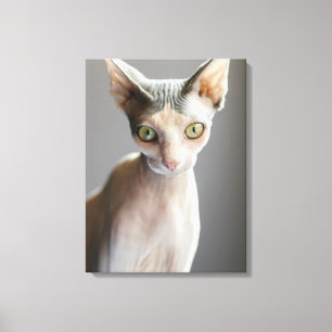 Toile Animaux de bébés cutest   Chat Sphinx
