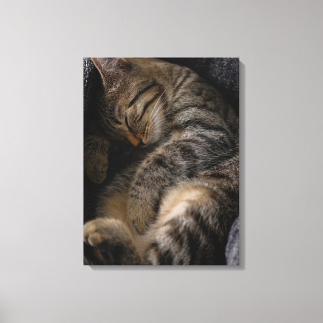 Toile Animaux de bébés cutest | Chat Tabby Dormant (Recto)