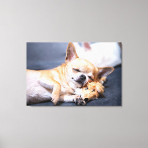 Toile Animaux de bébés cutest   Chihuahua Chig aux cheve