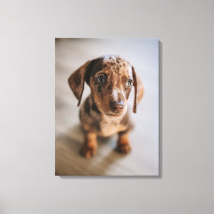 Toile Animaux de bébés cutest   Chiot Brown
