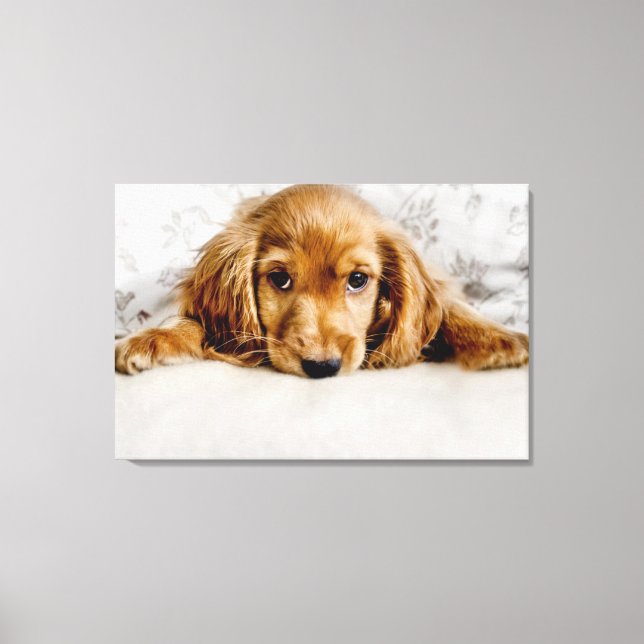 Toile Animaux de bébés cutest | Cocker Spaniel (Recto)