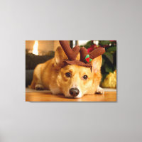 Animaux de bébés cutest | Corgi Christmas Reindeer