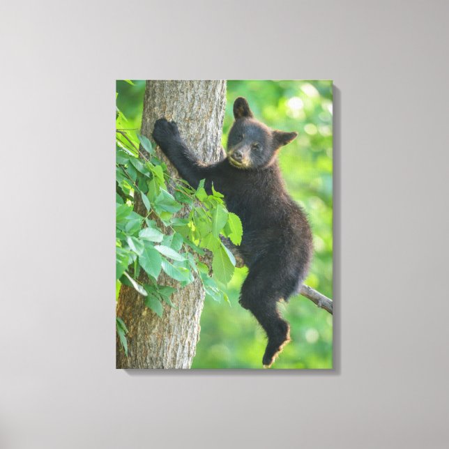 Toile Animaux de bébés cutest | Cube d'ours noir (Recto)