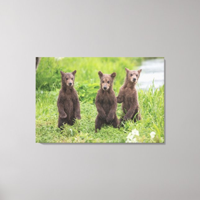 Toile Animaux de bébés cutest | Cubes d'ours Brown Kamch (Recto)