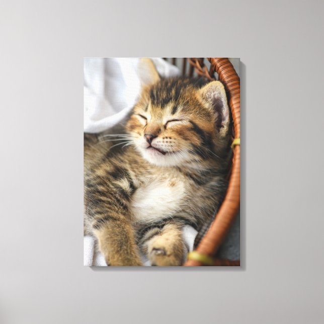 Toile Animaux de bébés cutest | Cute Tabby Chat Dormir (Recto)