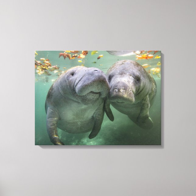 Toile Animaux de bébés cutest | Deux Manatees (Recto)