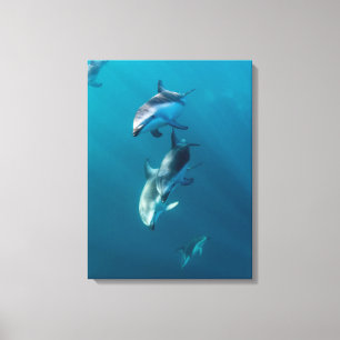 Toile Animaux de bébés cutest   Famille de dauphins