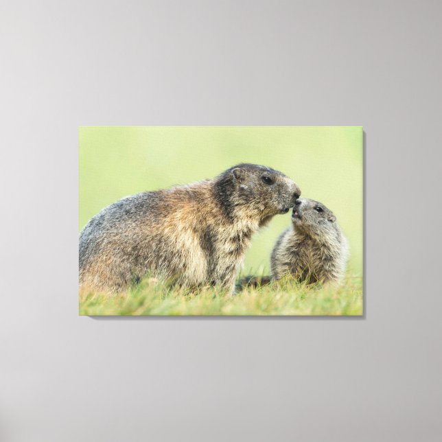 Toile Animaux de bébés cutest | Famille des marmottes al (Recto)