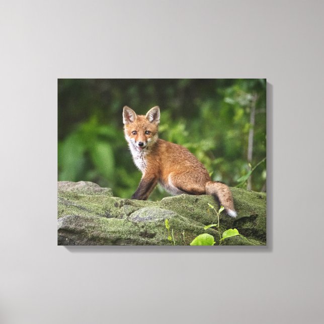Toile Animaux de bébés cutest | Foxy Smile (Recto)