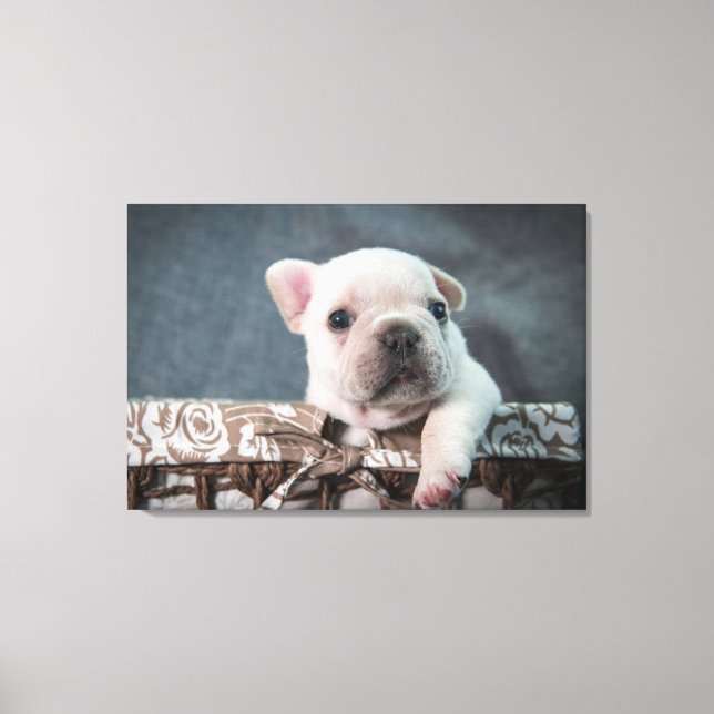 Toile Animaux de bébés cutest | French Bulldog (Recto)