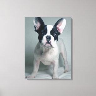 Toile Animaux de bébés cutest   French Bulldog Puppy