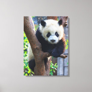 Toile Animaux de bébés cutest   Géant Panda Cub