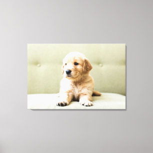 Toile Animaux de bébés cutest   Golden Retriever Puppy