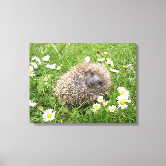 Toile Animaux de bébés cutest | Hérisson espagnol (Recto)