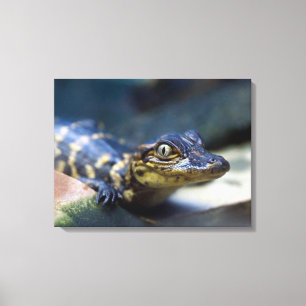 Toile Animaux de bébés cutest   Jeune alligator