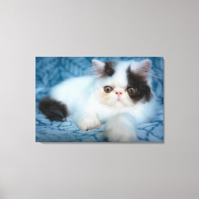 Toile Animaux de bébés cutest | Kitten noir et blanc (Recto)