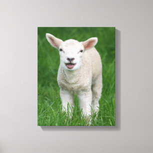 Toile Animaux de bébés cutest   Lil Lamb