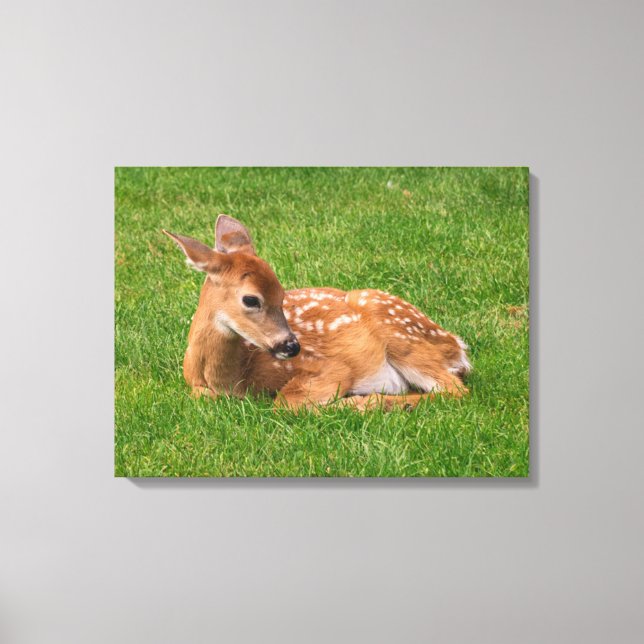 Toile Animaux de bébés cutest | Little Fawn (Recto)