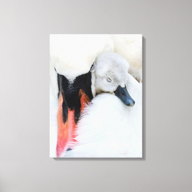 Toile Animaux de bébés cutest | Mère et bébé Mute Swan (Recto)