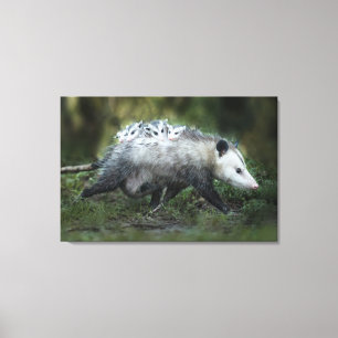 Toile Animaux de bébés cutest Opossum Maman & Kids