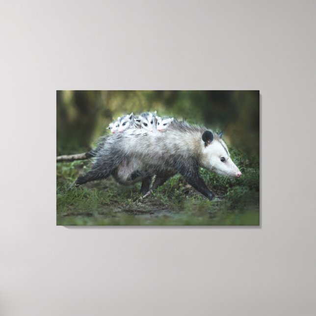 Toile Animaux de bébés cutest | Opossum Maman & Kids (Recto)