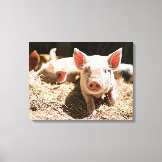 Toile Animaux de bébés cutest | Piglet bébé mignon (Recto)