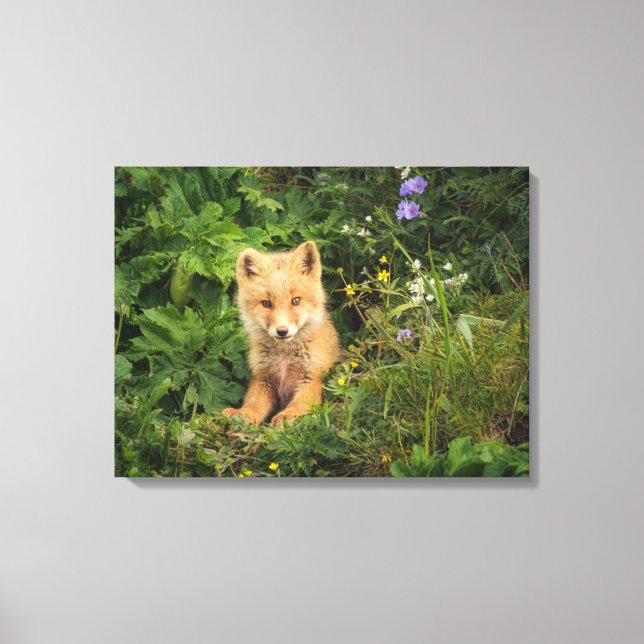 Toile Animaux de bébés cutest | Renard rouge à Umnak Ala (Recto)
