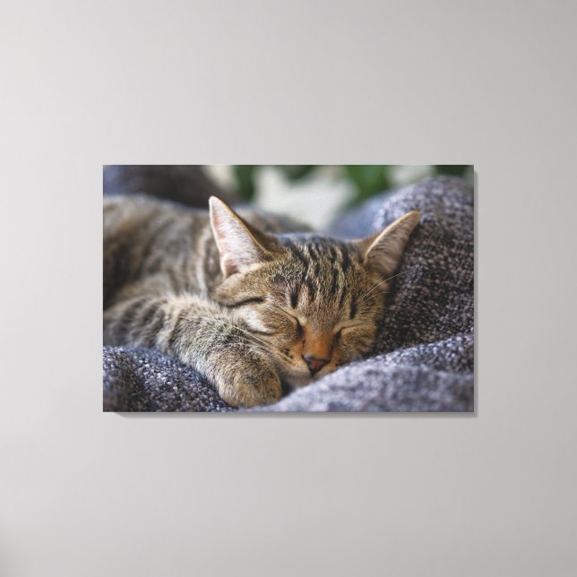 Toile Animaux de bébés cutest | Tabby Kitten Sommeil (Recto)