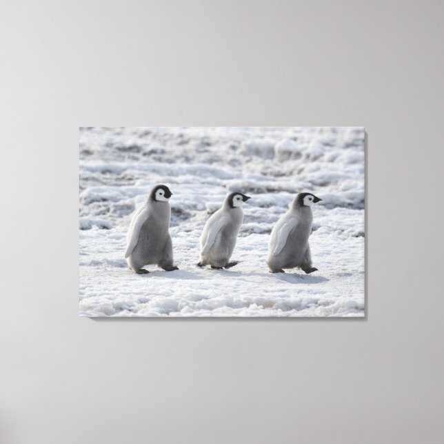 Toile Animaux de bébés cutest | Trois Épouses Penguin Em (Recto)
