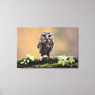 Toile Animaux de bébés cutest Un hibou-bébé
