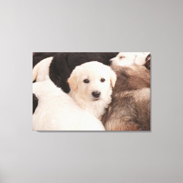 Toile Animaux de bébés cutest | Un mignon seau de chiots (Recto)