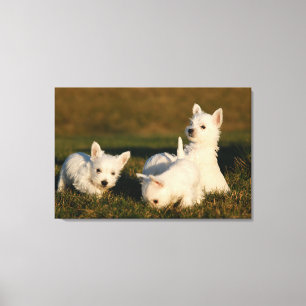 Toile Animaux de bébés cutest   West Highland White Terr