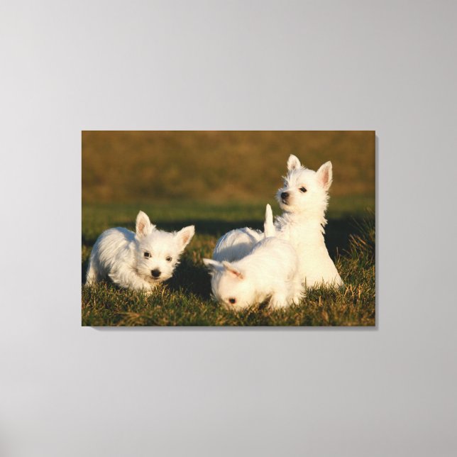 Toile Animaux de bébés cutest | West Highland White Terr (Recto)