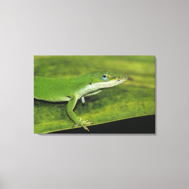 Toile Anolis carolinensis, adulte sur palme (Recto)