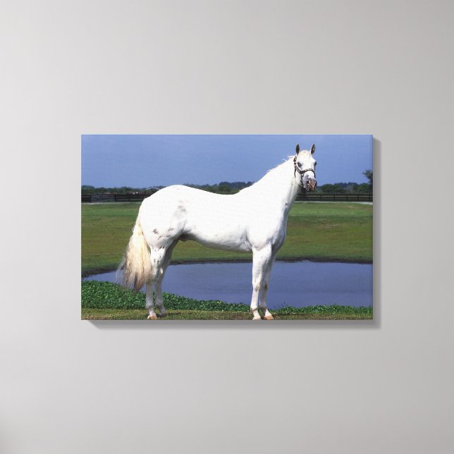 Toile Appaloosa Horse (Recto)