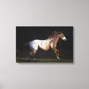 Toile Appaloosa Horse Running 4