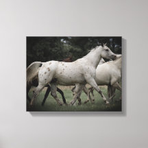 Appaloosa Running Free