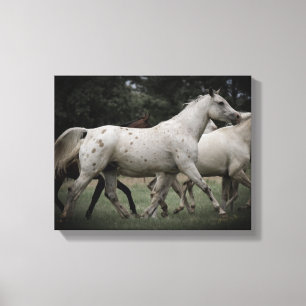 Toile Appaloosa Running Free