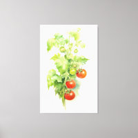 Aquarelle Plante tomate Serenade