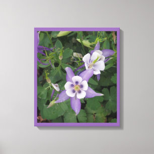 Toile Aquilegia violet - Columbine Flower Wrapped Canvas