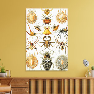 Toile Araignées ou arachnides vintage par Ernst Haeckel