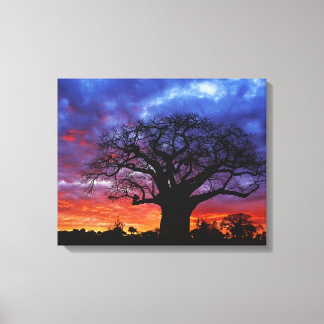 Toile arbre baobab africain, Adansonia digitata, 2 (Recto)