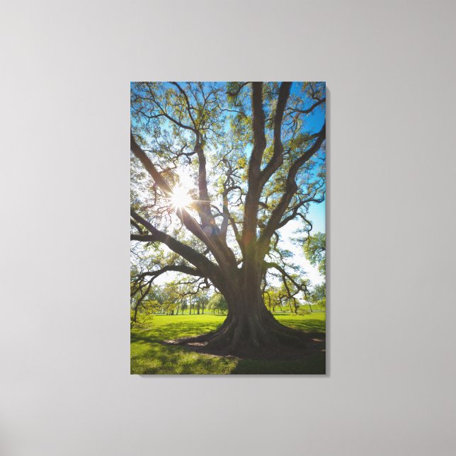 Toile Arbre de chêne vivant au sud (Recto)