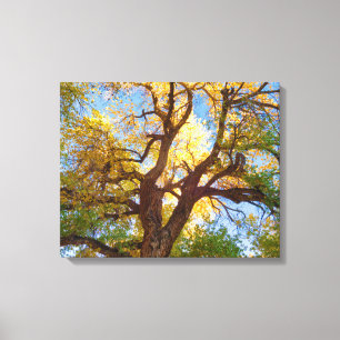 Toile Arbre de Cottonwood   Parc national de Capitol Ree