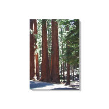 Arbre de Redwood Forest Sequoia Arbre Mur Art