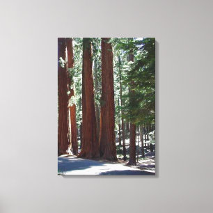 Toile Arbre de Redwood Forest Sequoia Arbre Mur Art