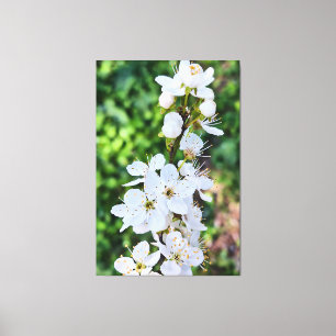 Toile Arbre en Fleurs au Printemps Roumanie – Photograph